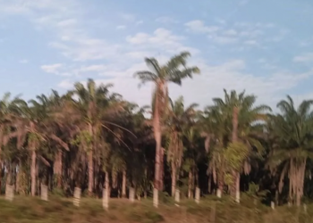 Swasembada Energi dan Jalan Menuju Keberlanjutan