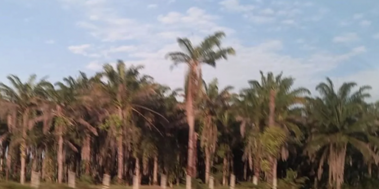 Swasembada Energi dan Jalan Menuju Keberlanjutan