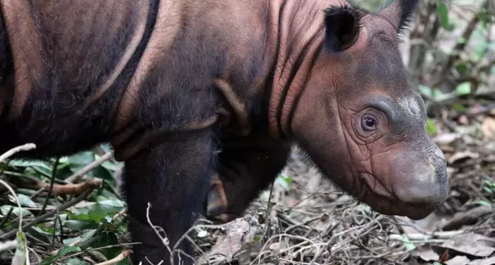 Harapan Baru Konservasi: Anjing Pelacak Temukan Jejak Badak Sumatera