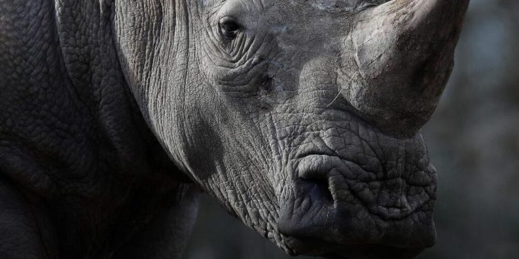 Singapura Gagalkan Penyelundupan 35,7 Kg Cula Badak Senilai Sekitar Rp 14,5 Miliar