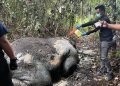 Kapolda Riau Minta Kasus Gajah Sumatera yang Mati Diburu Diusut Tuntas