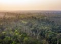 Paru-Paru Dunia Sedang Tidak Baik-Baik Saja, Kondisi Hutan Kalimantan Jadi Sorotan