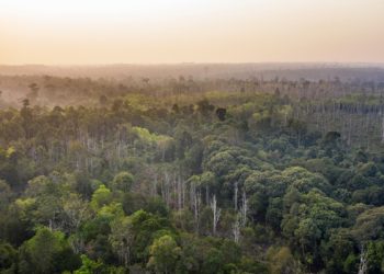 Paru-Paru Dunia Sedang Tidak Baik-Baik Saja, Kondisi Hutan Kalimantan Jadi Sorotan