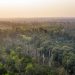 Paru-Paru Dunia Sedang Tidak Baik-Baik Saja, Kondisi Hutan Kalimantan Jadi Sorotan